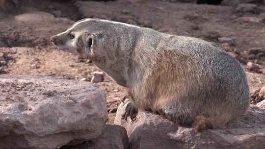 北美獾成虫单独春天