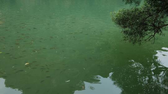 广西柳州龙潭公园大龙潭水里的鱼群视频素材模板下载