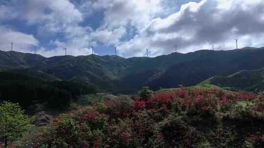 蓝天白云阳光下桂林天湖高山上的杜鹃花