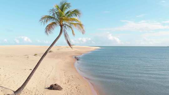 沙滩边上的一颗椰子树