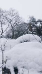 雪，冬天，树木，寒冷