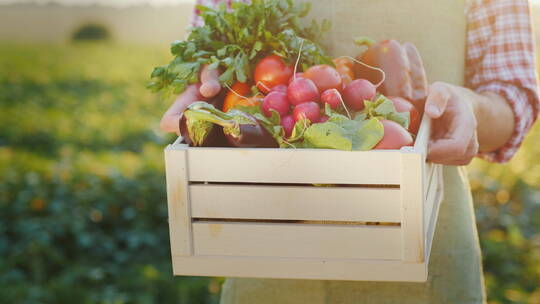 农民拿着装有新鲜蔬菜的木箱 