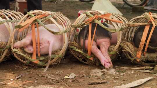 食物木人人