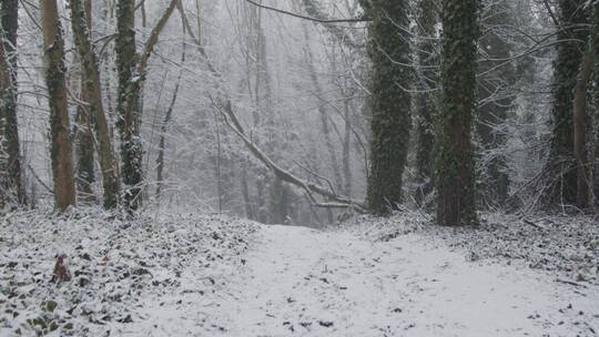 倾斜镜头仰望林地白雪覆盖的树木