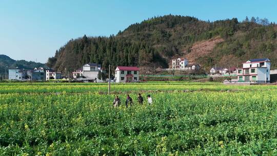 航拍油菜花田