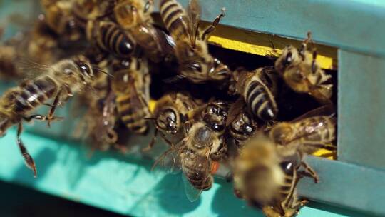 蜂巢周围的蜂群