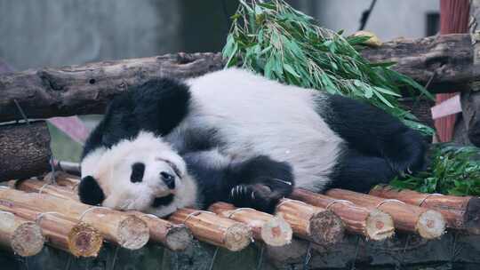 睡觉的大熊猫视频素材模板下载