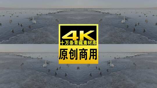 青海青海湖冬季湖面飞鸟航拍视频高清在线视频素材下载