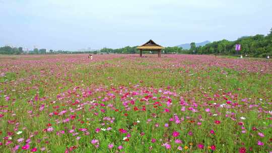 杭州湘湖三期格桑花花海航拍