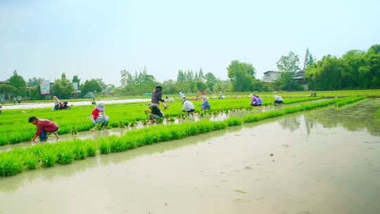 田间芒种插秧农民劳作秧苗淳朴田园