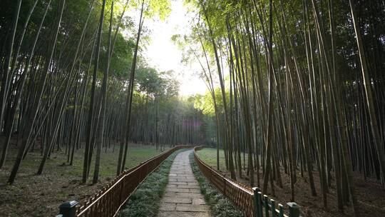 杭州西湖景区植物园视频素材模板下载