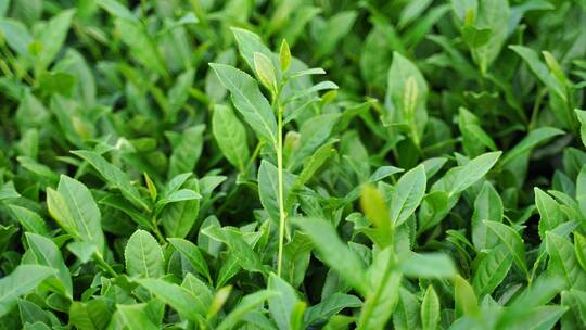 安溪茶园茶树茶叶特写绿色植物风景自然生态视频素材模板下载