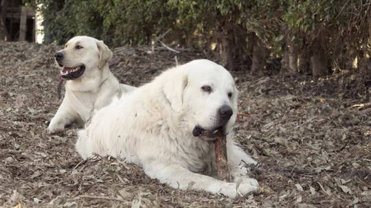 拉布拉多猎犬在地上休息