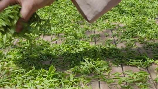 实拍春茶素材茶叶摊青