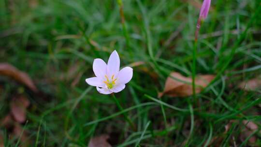 花丛鲜花