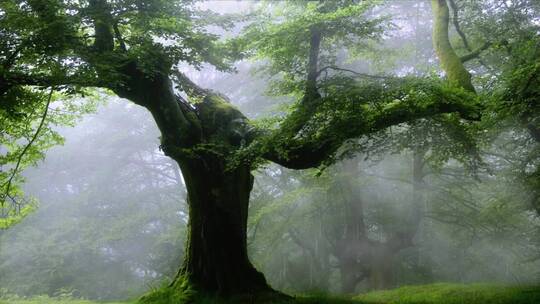 雨林中的古树轻雾缭绕