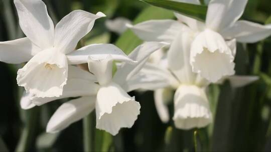 公园盛开的白色水仙花