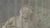 衡阳动物园里的动物狮子狗猴子高清在线视频素材下载