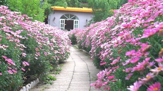 庭院里的格桑花丛