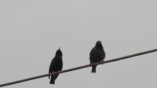 两只乌鸦栖息在一根电线上