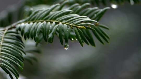 绿色植物特写镜头