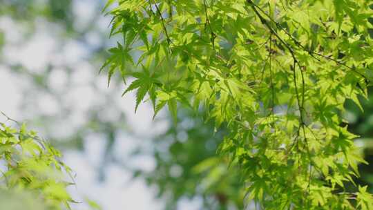 夏日风光树枝树叶