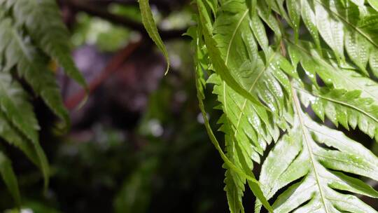 蕨类植物叶子热带雨林生物视频素材模板下载