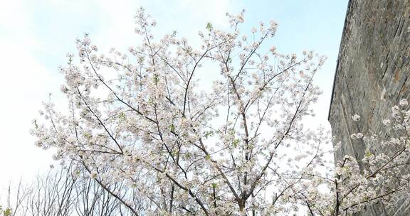 唯美春天南京古城墙鸡鸣寺樱花