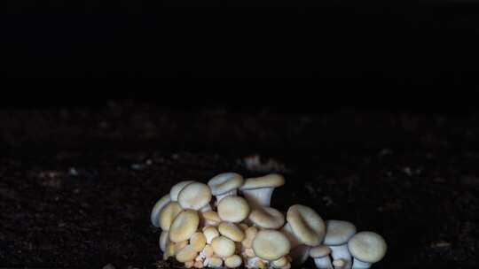 蘑菇 石头菌 石头菇生长延时摄影