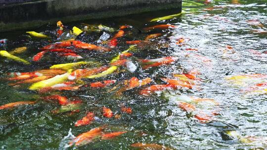 花园水池锦鲤鱼观赏鱼