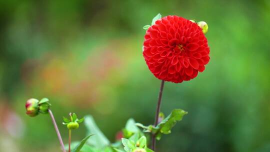 雏菊太阳菊马头兰花菊花