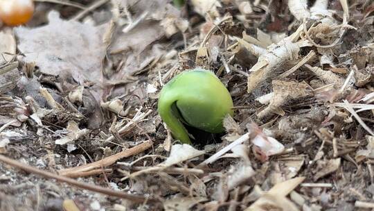 刚发芽的豆子