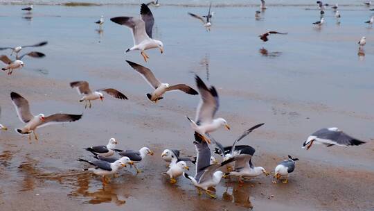 旅游海滨城市沙滩上成群的海鸥