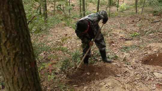 J浙江杭州上山挖笋4K实拍视频4