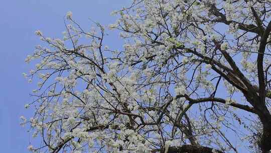 春天盛开的梨花树合集
