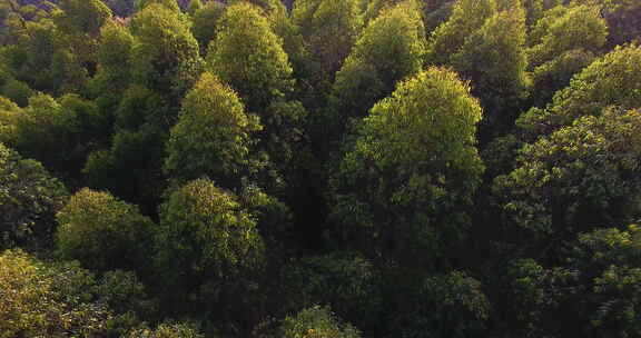 航拍大山风景森林林场早晨阳光美丽自然桉树