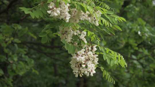 春天雨后的槐花还沾着水珠