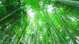 仰拍美丽的竹海竹林竹子高清在线视频素材下载