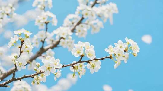 春天生机勃勃大自然风光