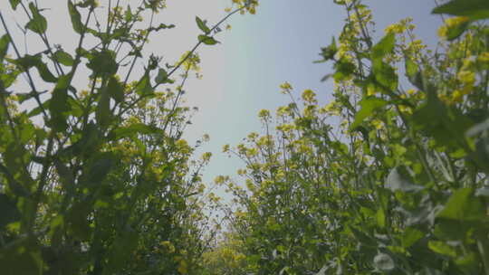 油菜花 天空