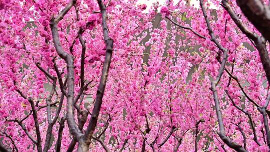 春天盛开的桃花林