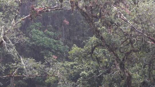 热带雨林的暴雨景观