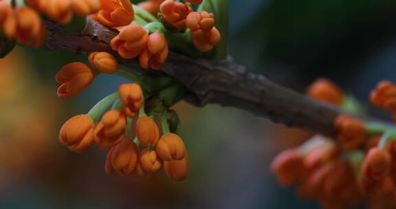 八月桂花开