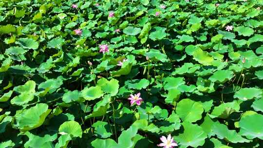 湿地公园 池塘 荷叶 荷花视频素材模板下载