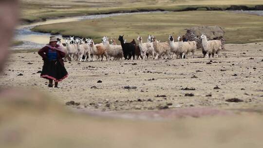 牧民在放养羊驼