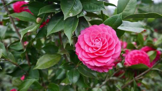 合集山茶花茶花植物花瓣春天花头园艺