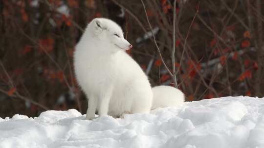野生雪狐白狐狸在雪地里