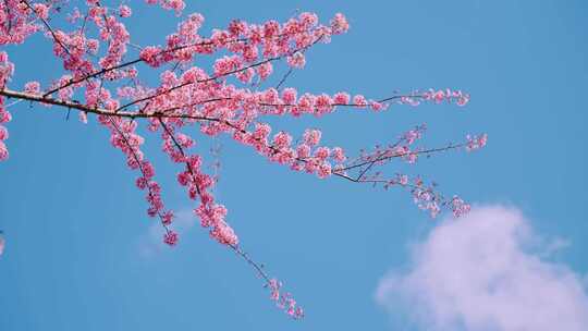 大理无量山樱花谷樱花空镜