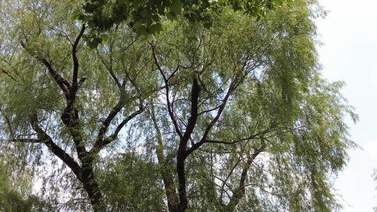 城市绿化茂密树枝树叶环境保护实拍