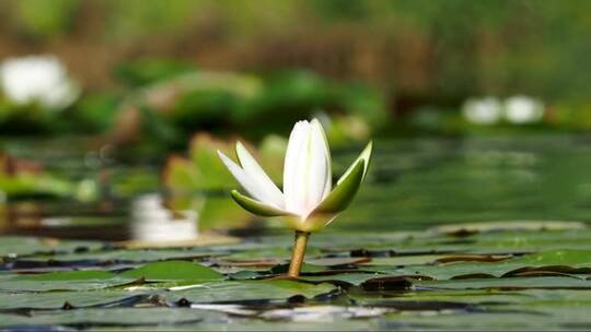 池塘上漂浮的白色睡莲花